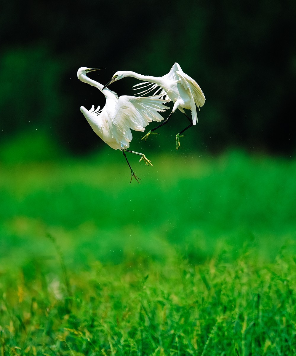 【老张光影】双白鹭齐飞经典飞姿30张（任本版版主服务贴）