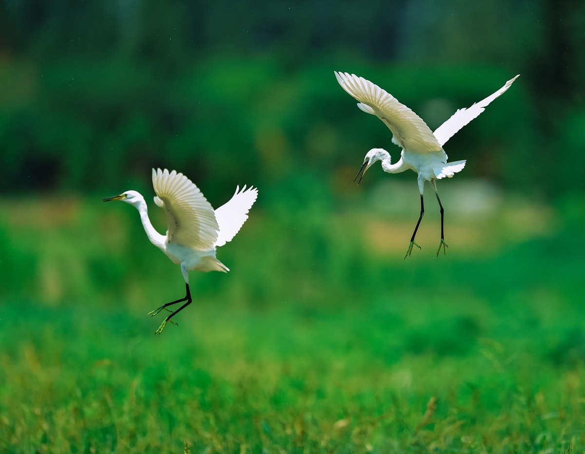 【老张光影】双白鹭齐飞经典飞姿30张（任本版版主服务贴）