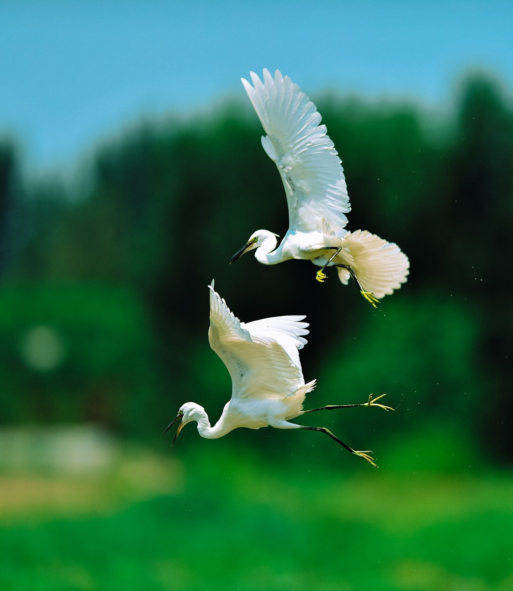 【老张光影】双白鹭齐飞经典飞姿30张（任本版版主服务贴）