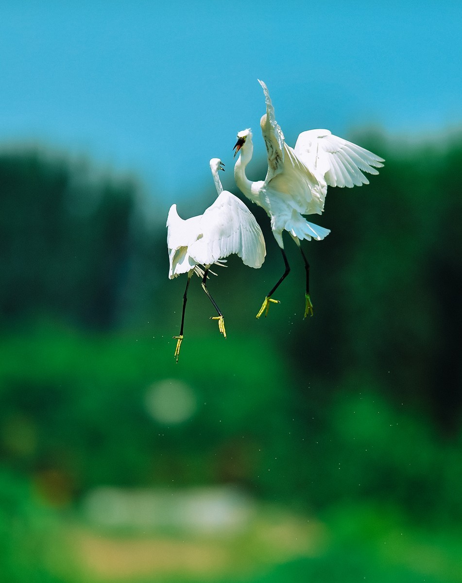 【老张光影】双白鹭齐飞经典飞姿30张（任本版版主服务贴）