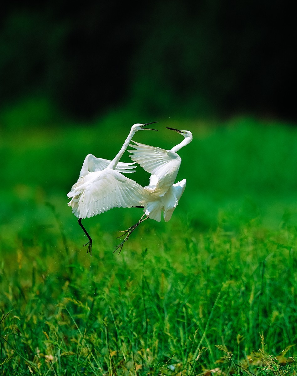 【老张光影】双白鹭齐飞经典飞姿30张（任本版版主服务贴）