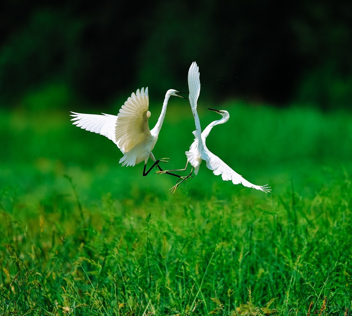 【老张光影】双白鹭齐飞经典飞姿30张（任本版版主服务贴）