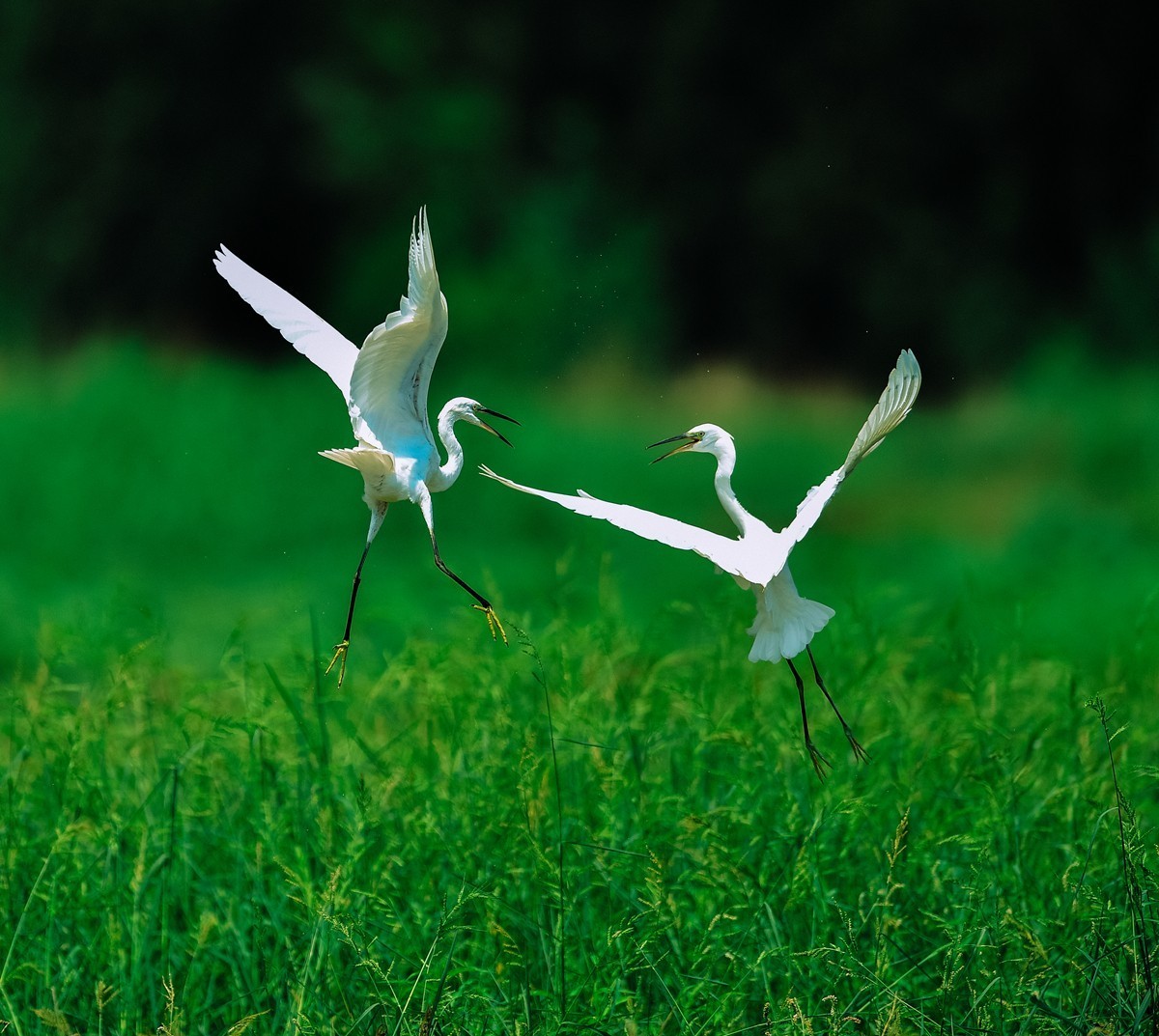 【老张光影】双白鹭齐飞经典飞姿30张（任本版版主服务贴）