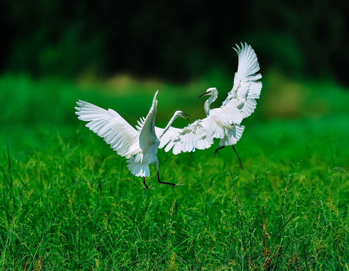 【老张光影】双白鹭齐飞经典飞姿30张（任本版版主服务贴）