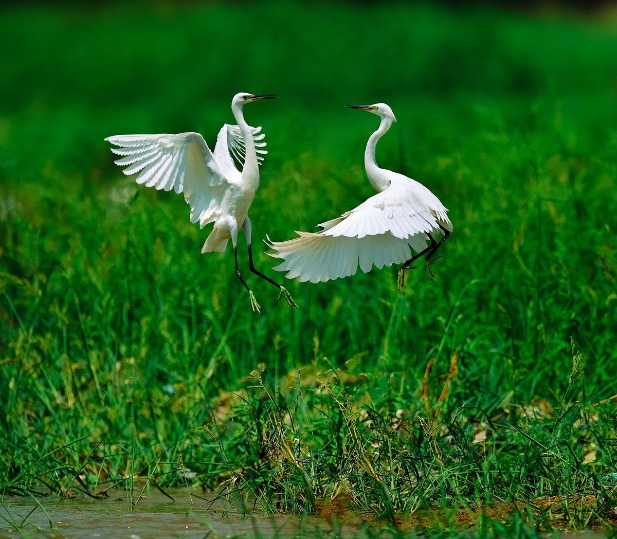 【老张光影】双白鹭齐飞经典飞姿30张（任本版版主服务贴）
