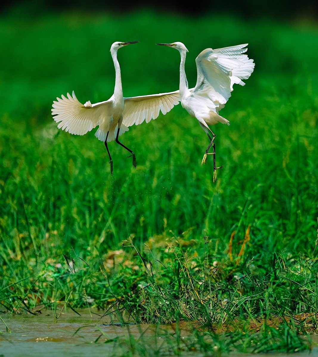 【老张光影】双白鹭齐飞经典飞姿30张（任本版版主服务贴）