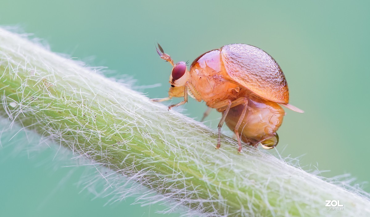 #版主坐堂#2020年2月份精华作品集锦（代深版整理）