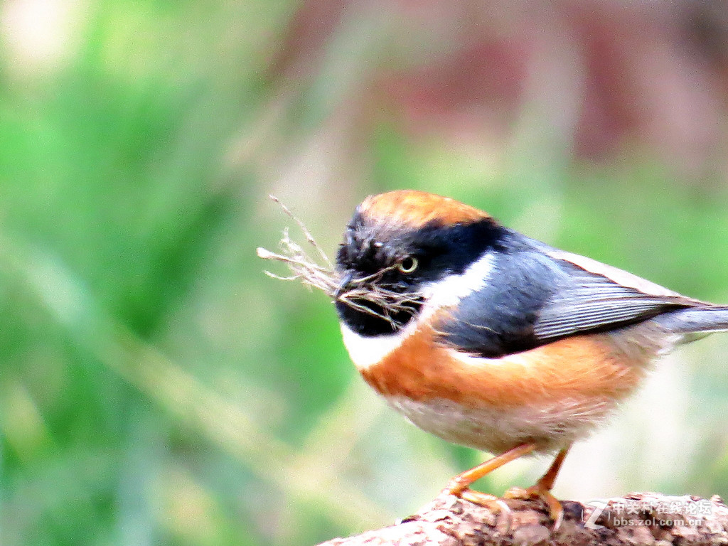 集枝建房，爱巢有望