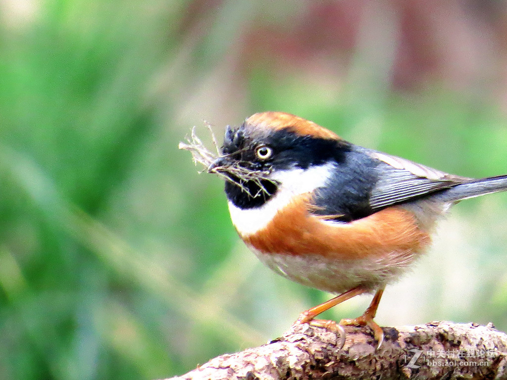 集枝建房，爱巢有望