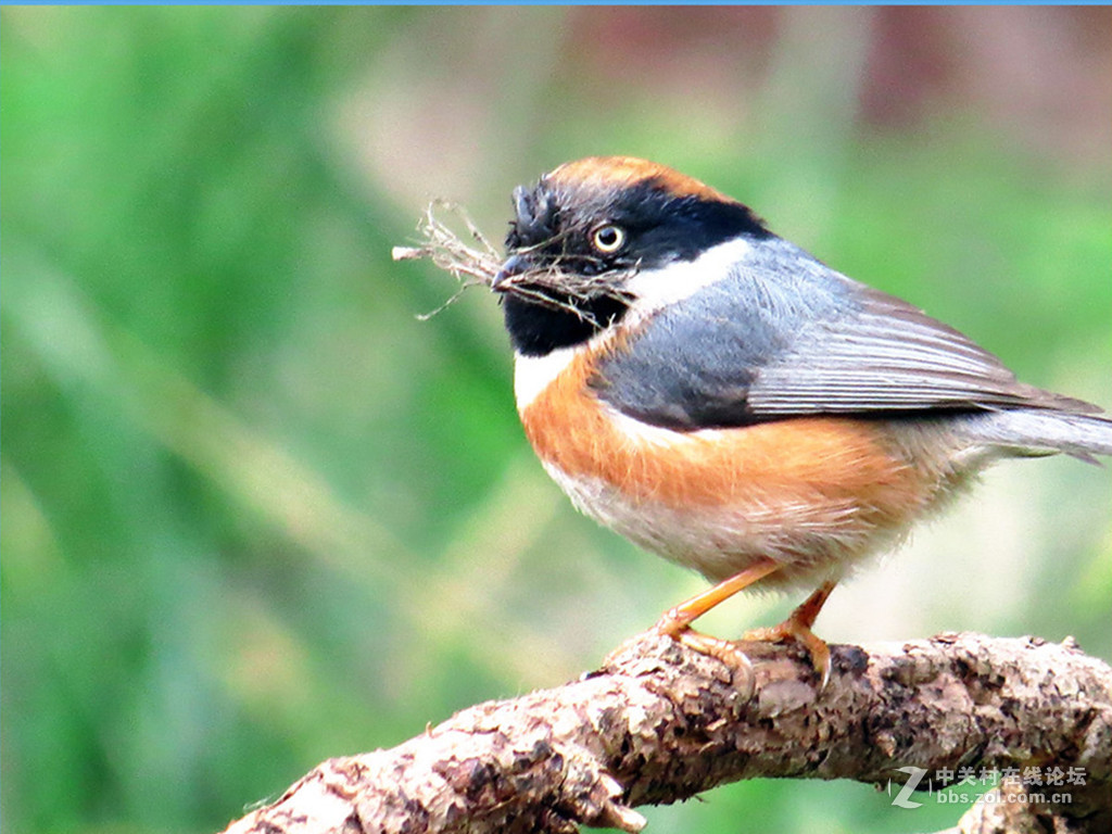 集枝建房，爱巢有望