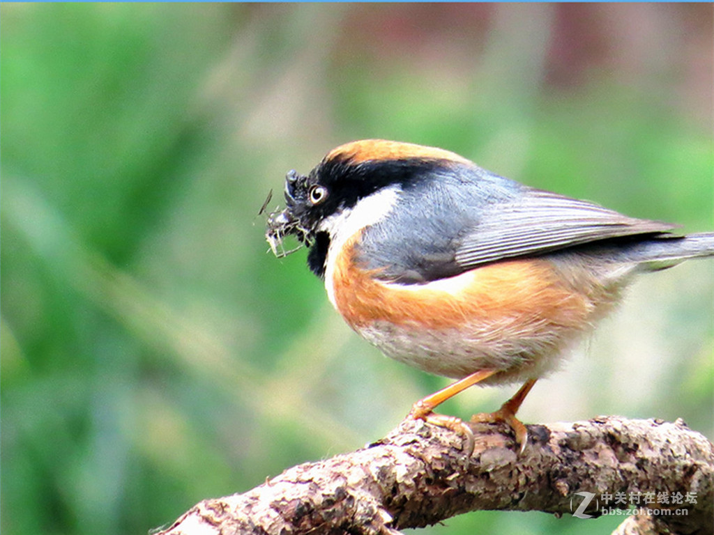集枝建房，爱巢有望