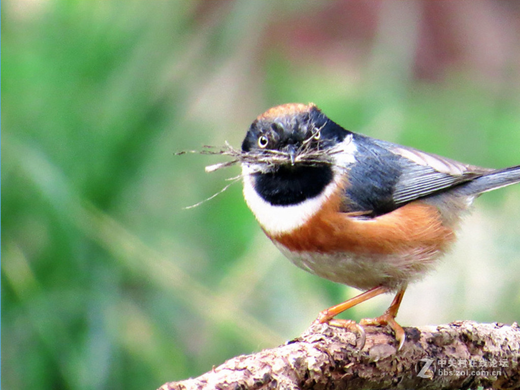 集枝建房，爱巢有望