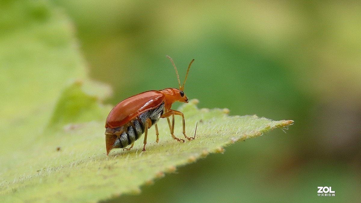 #版主坐堂#2020年2月份精华作品集锦（代深版整理）