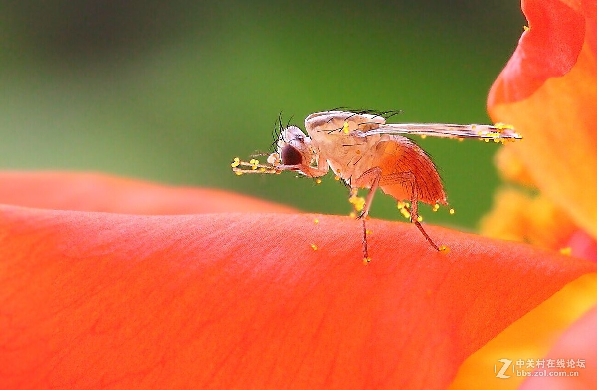 爱吃花粉的斑翅果蝇