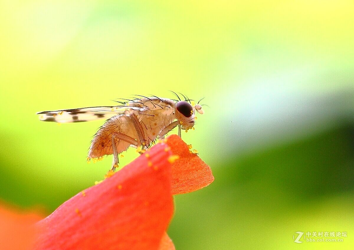 爱吃花粉的斑翅果蝇