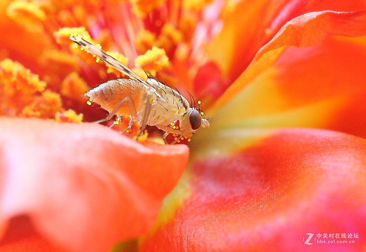 爱吃花粉的斑翅果蝇