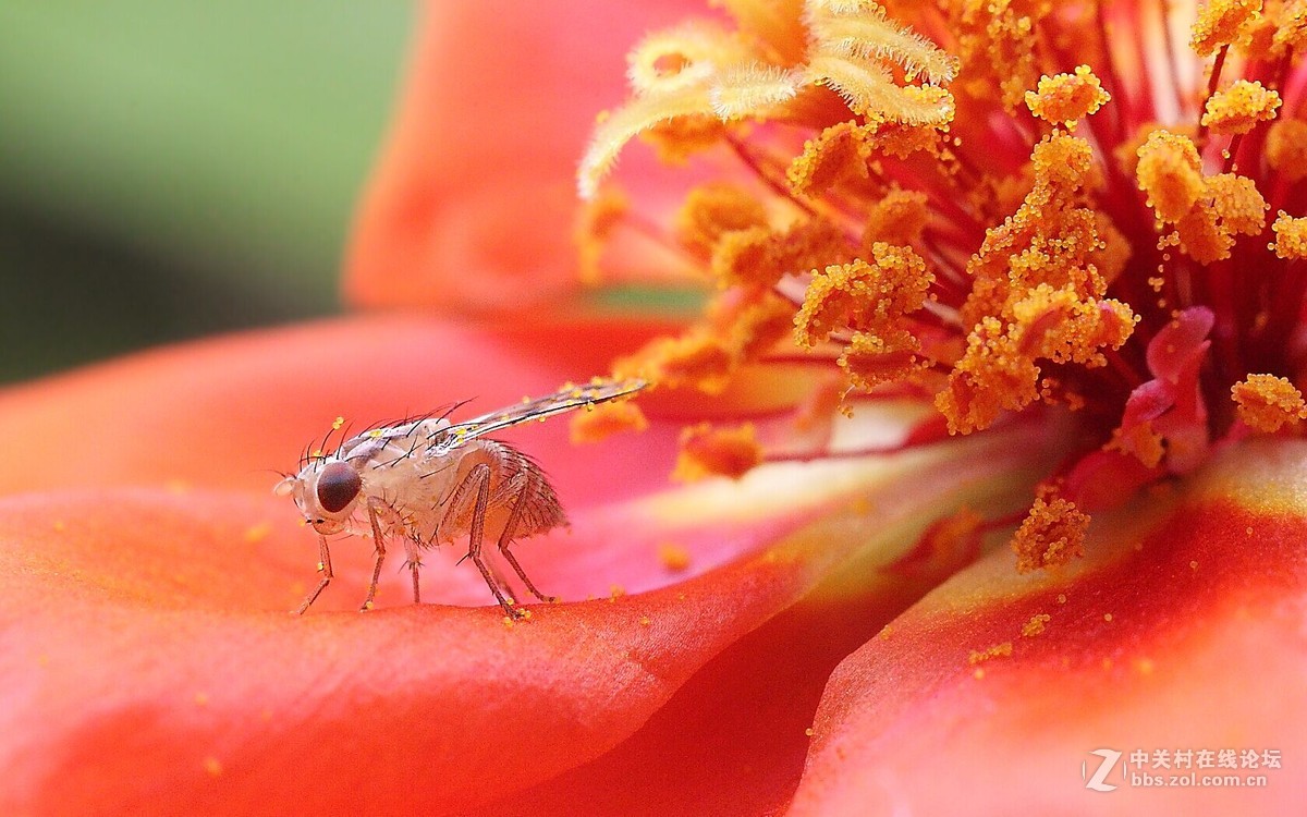 爱吃花粉的斑翅果蝇
