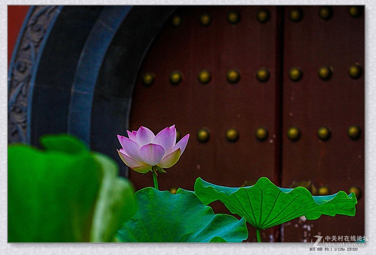 七月荷塘（续四）。