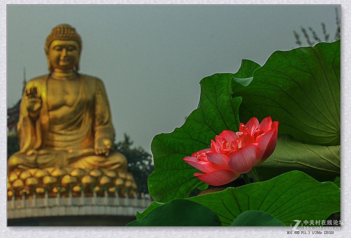 七月荷塘（续四）。