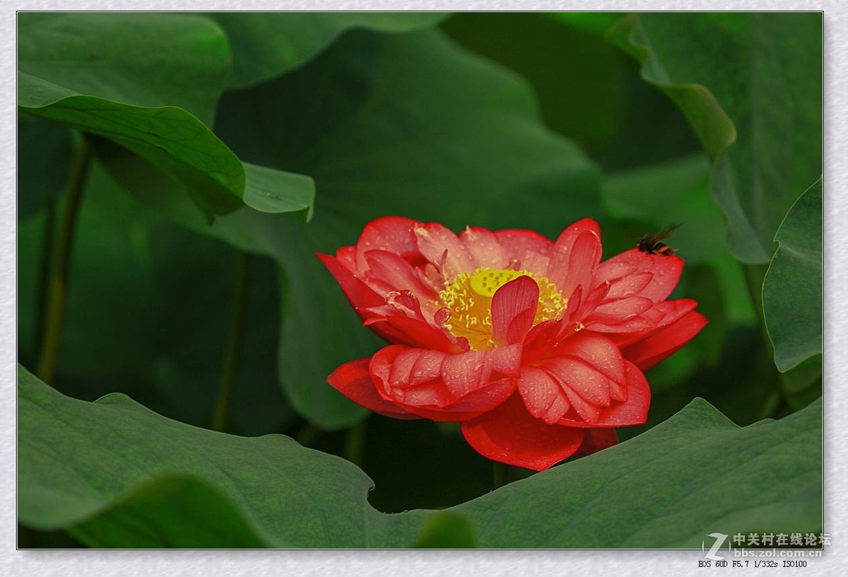 七月荷塘（续四）。