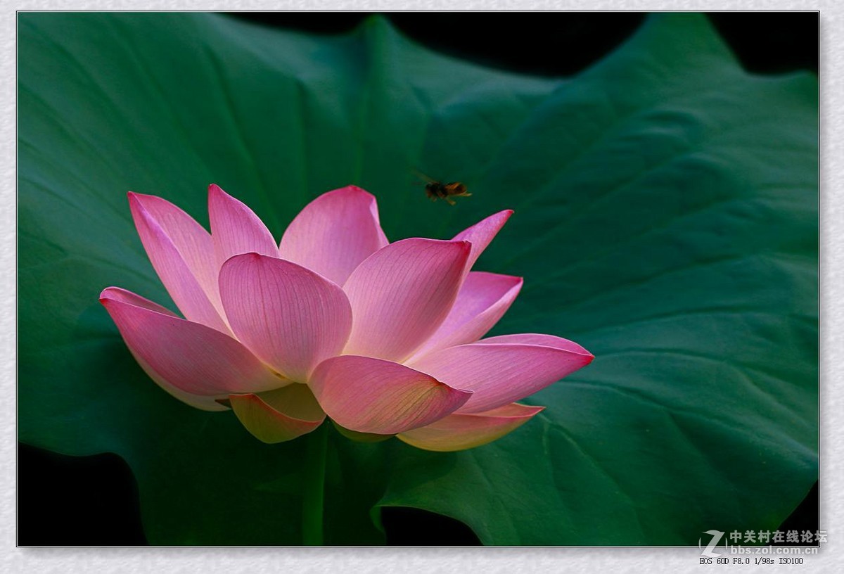 七月荷塘（续四）。