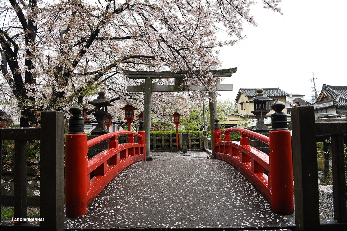 2019年第142贴京都六孙王神社樱花0425f