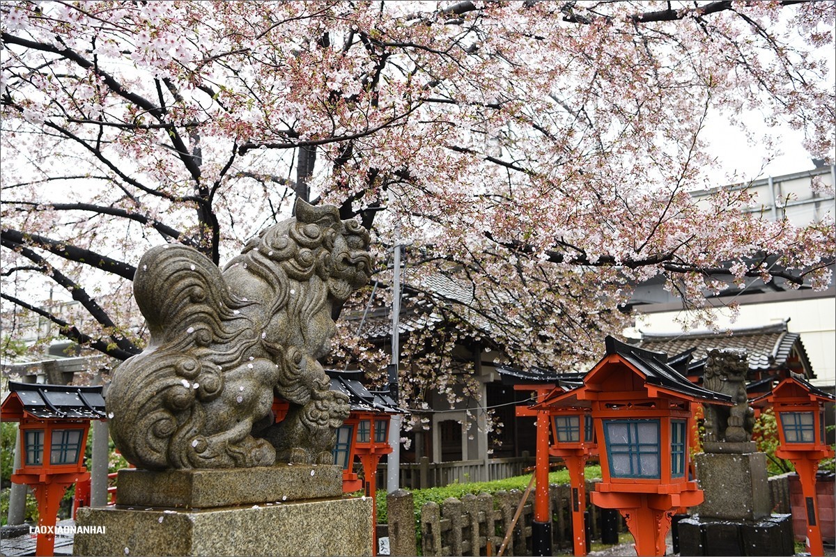 2019年第142贴京都六孙王神社樱花0425f
