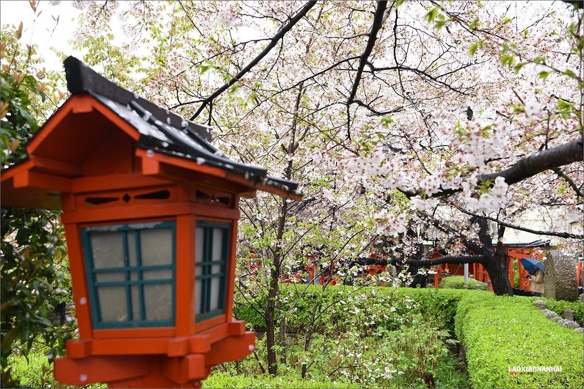 2019年第142贴京都六孙王神社樱花0425f