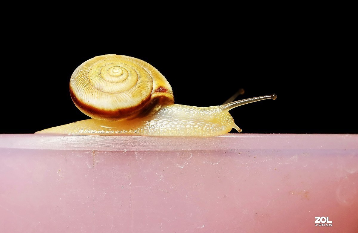 #版主坐堂#2020年2月份精华作品集锦（代深版整理）