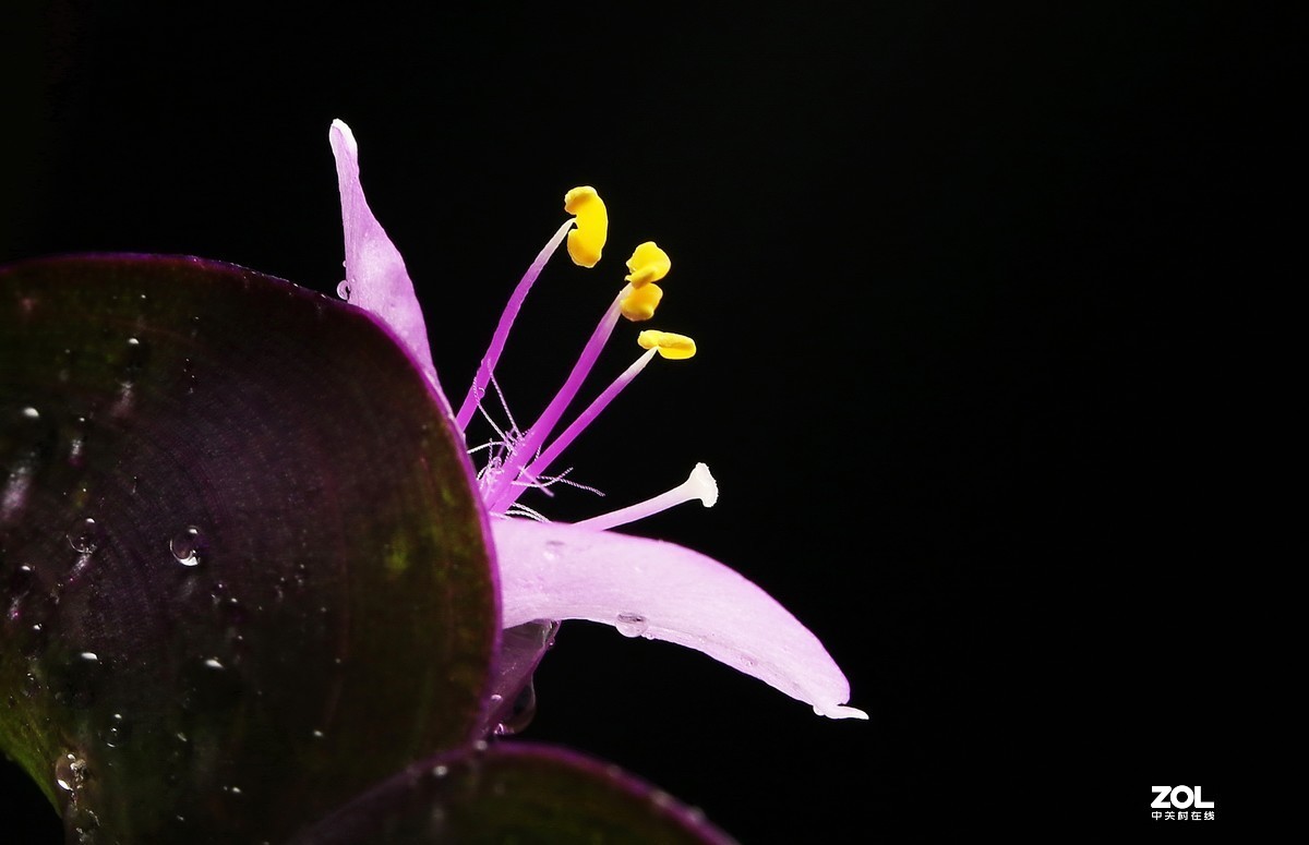 #版主坐堂#2020年2月份精华作品集锦（代深版整理）