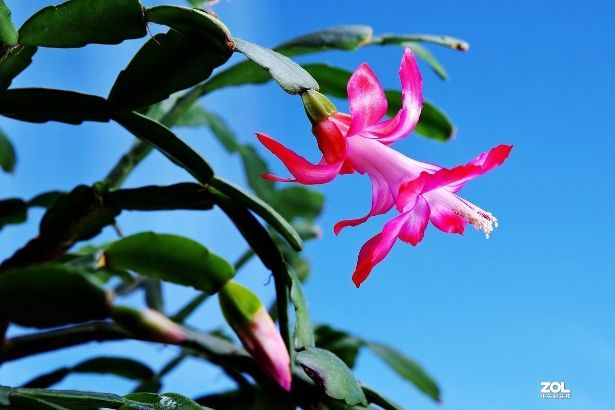 #版主坐堂#2020年2月份精华作品集锦（代深版整理）