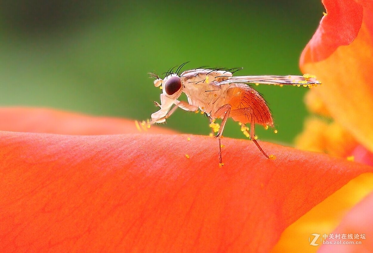 爱吃花粉的斑翅果蝇