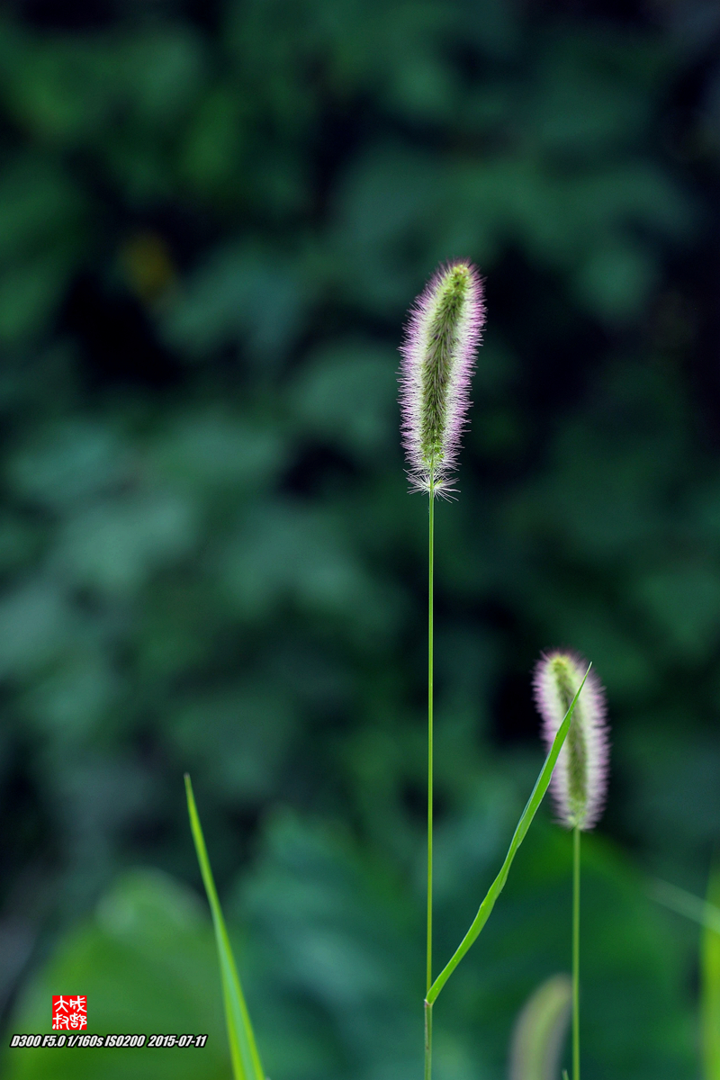 草蔓光影20150717