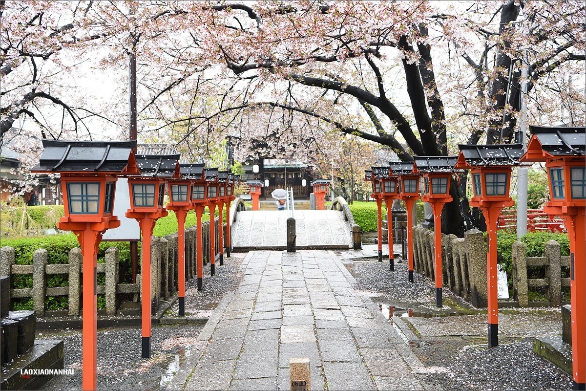 2019年第142贴京都六孙王神社樱花0425f