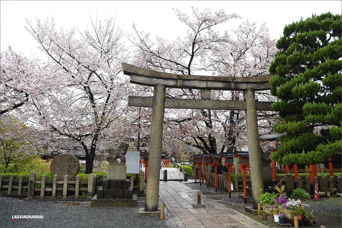 2019年第142贴京都六孙王神社樱花0425f