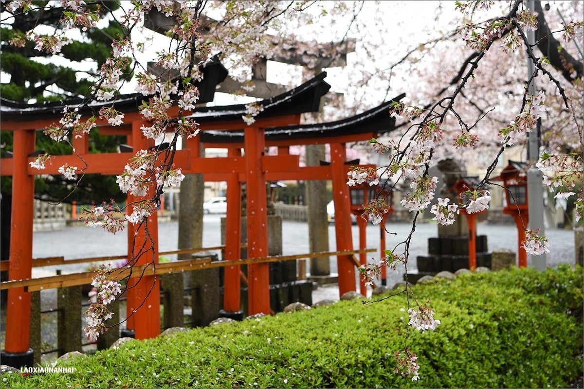 2019年第142贴京都六孙王神社樱花0425f