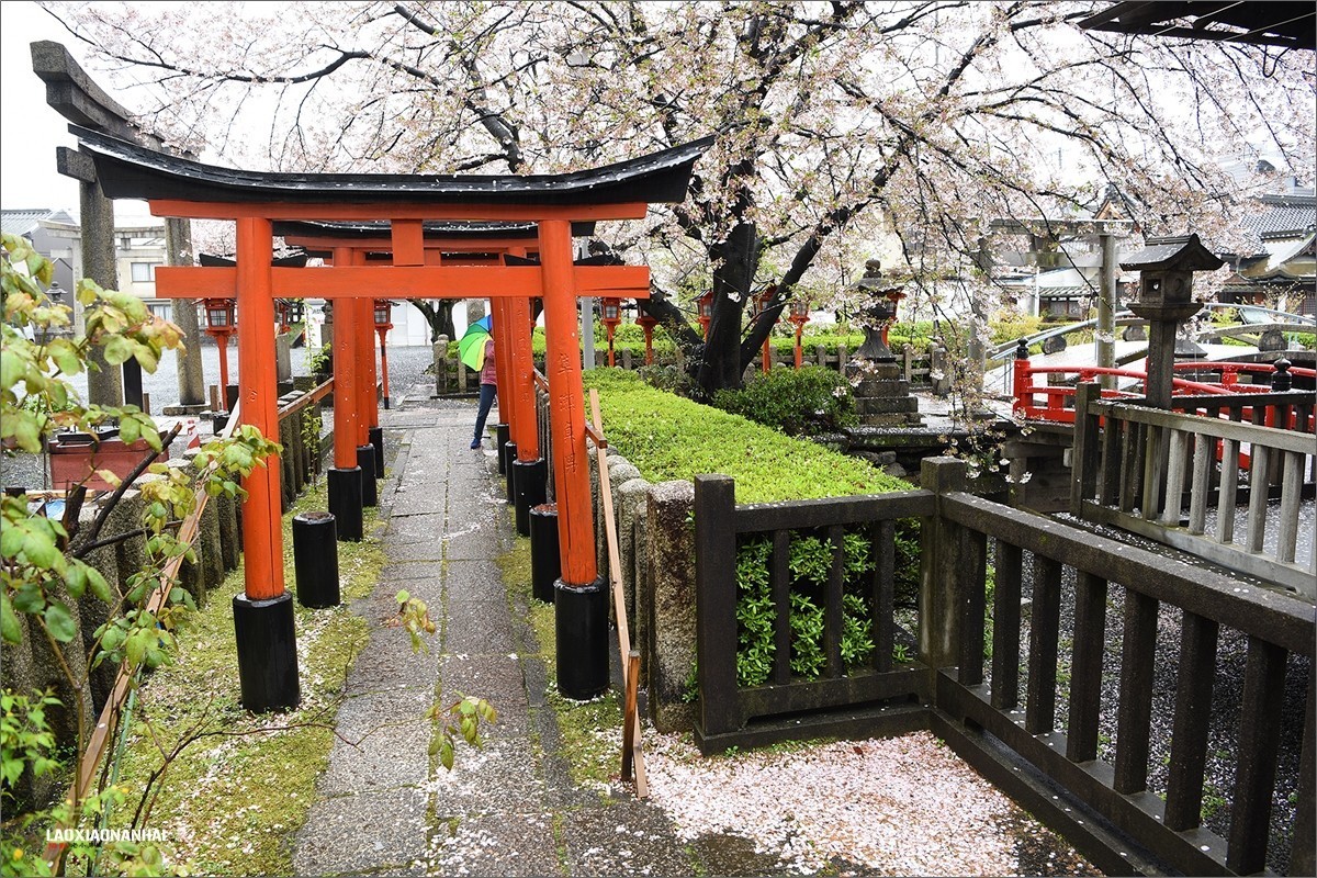 2019年第142贴京都六孙王神社樱花0425f