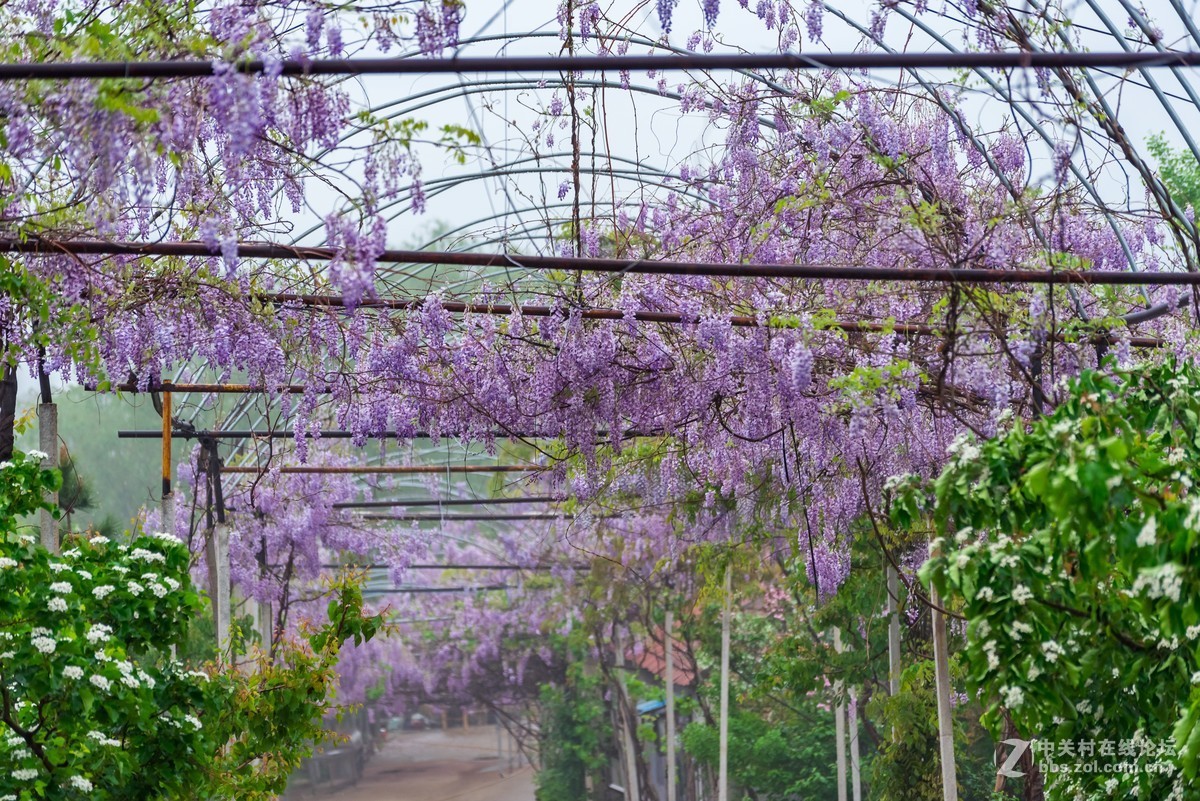紫藤花开处