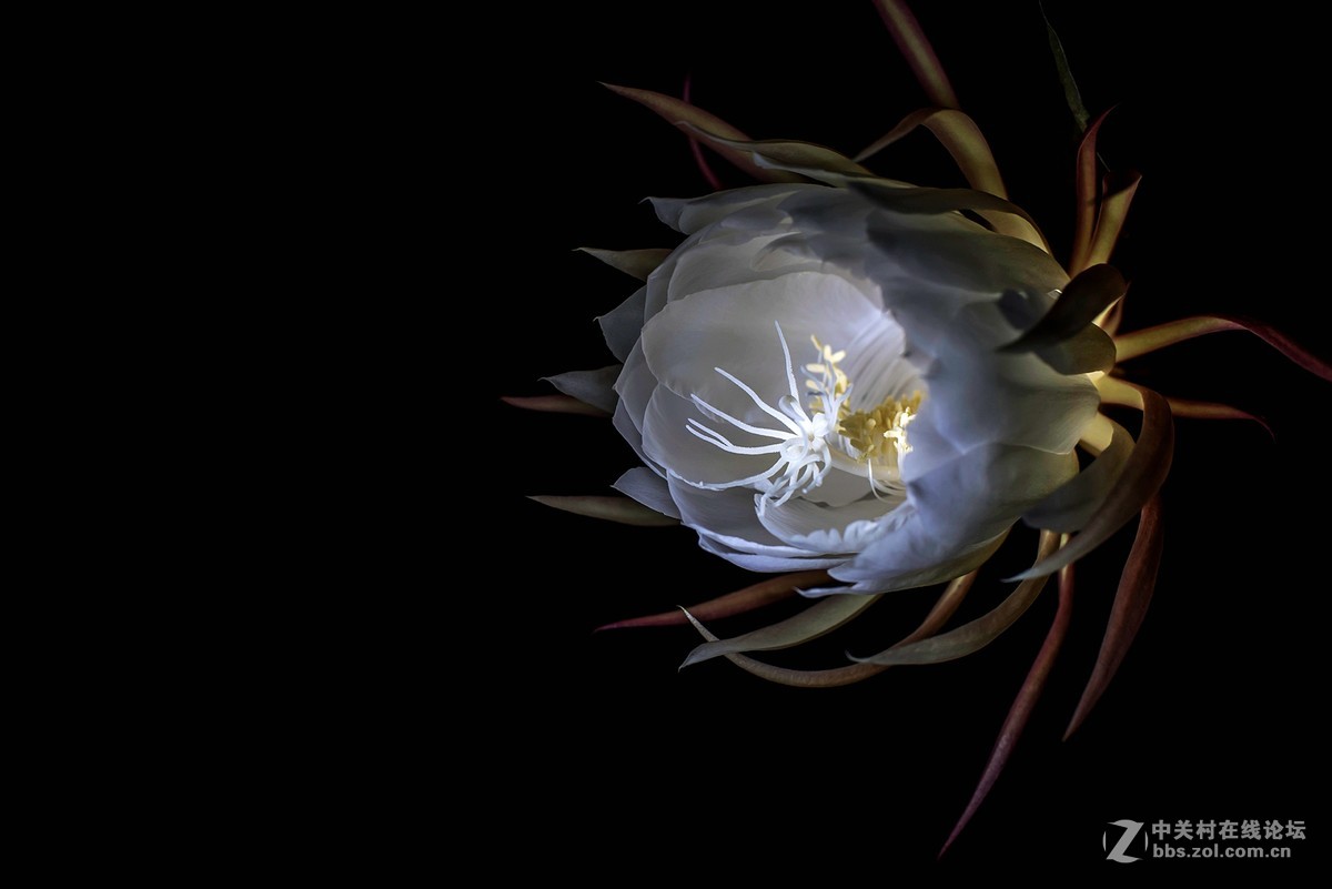 昙 花