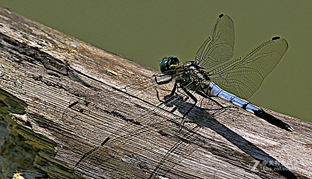 --------一组蜻蜓--------