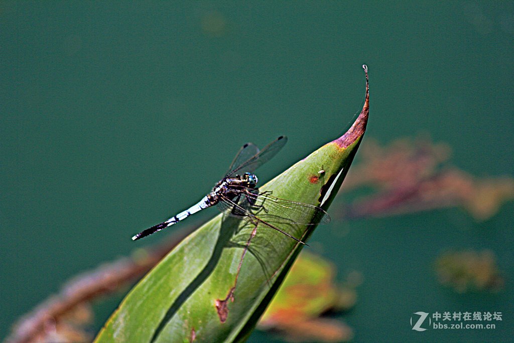--------一组蜻蜓--------