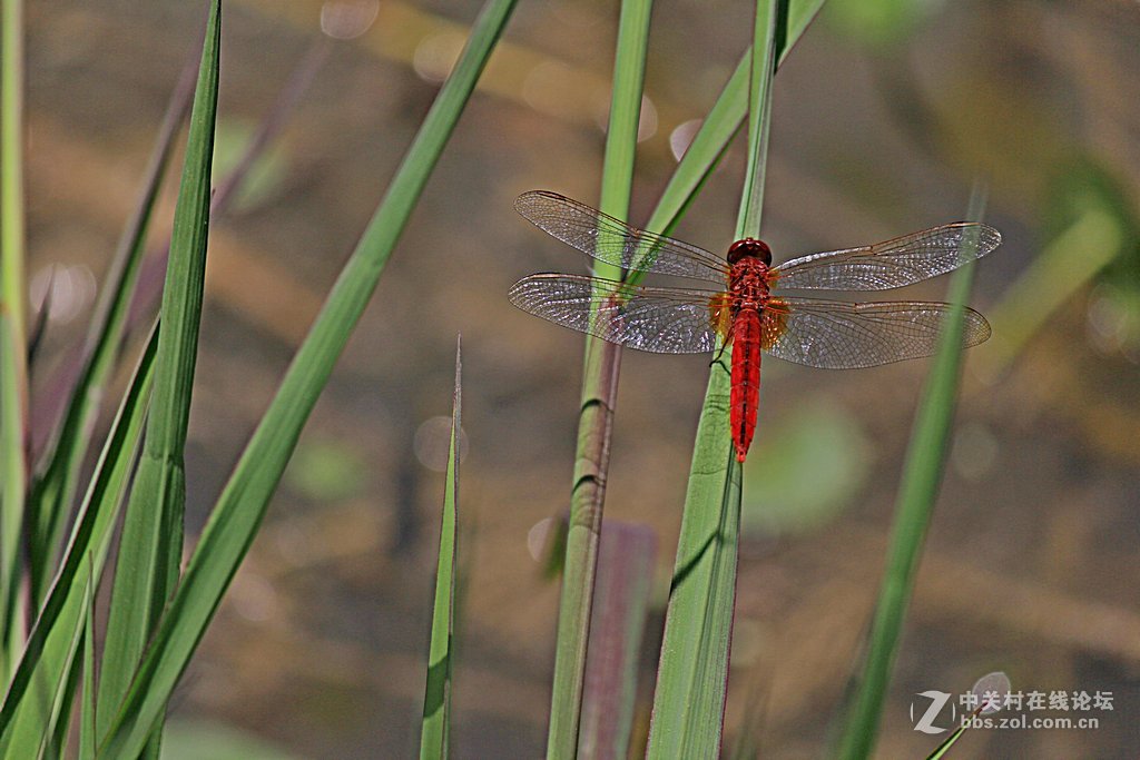 --------一组蜻蜓--------