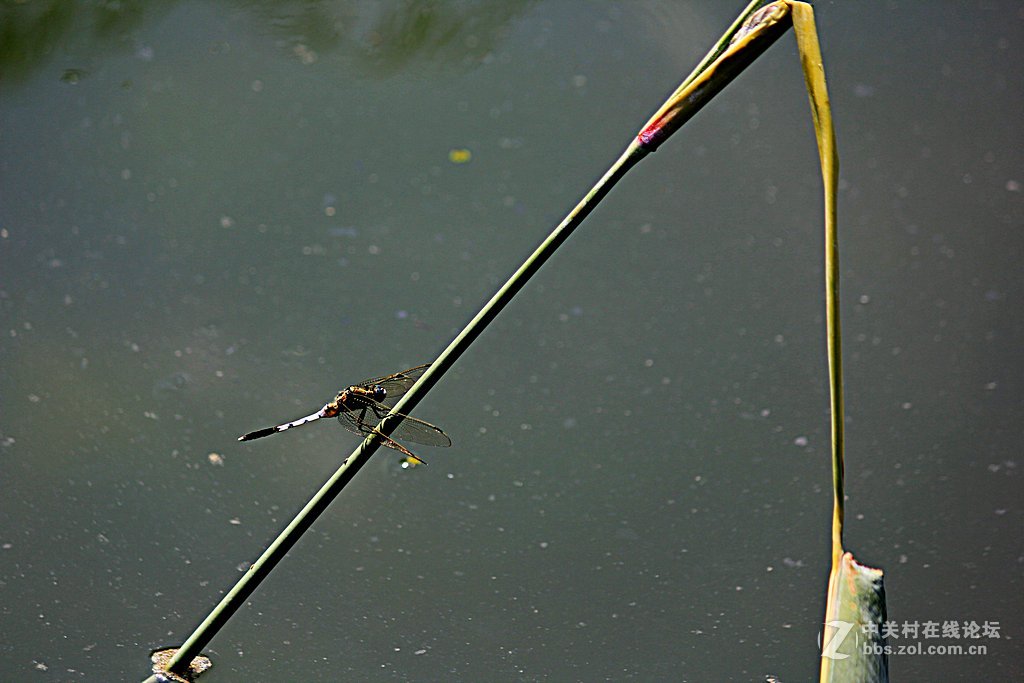 --------一组蜻蜓--------