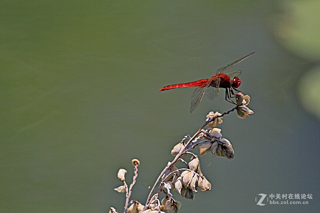 --------一组蜻蜓--------
