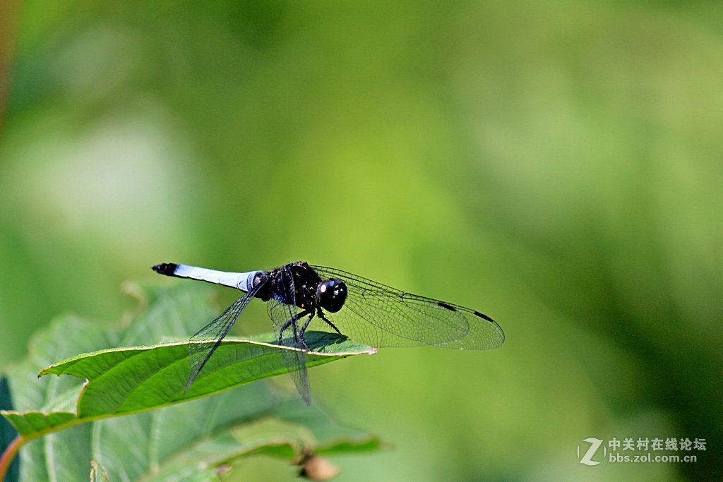 --------一组蜻蜓--------