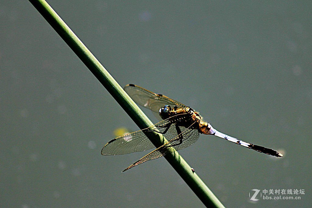 --------一组蜻蜓--------