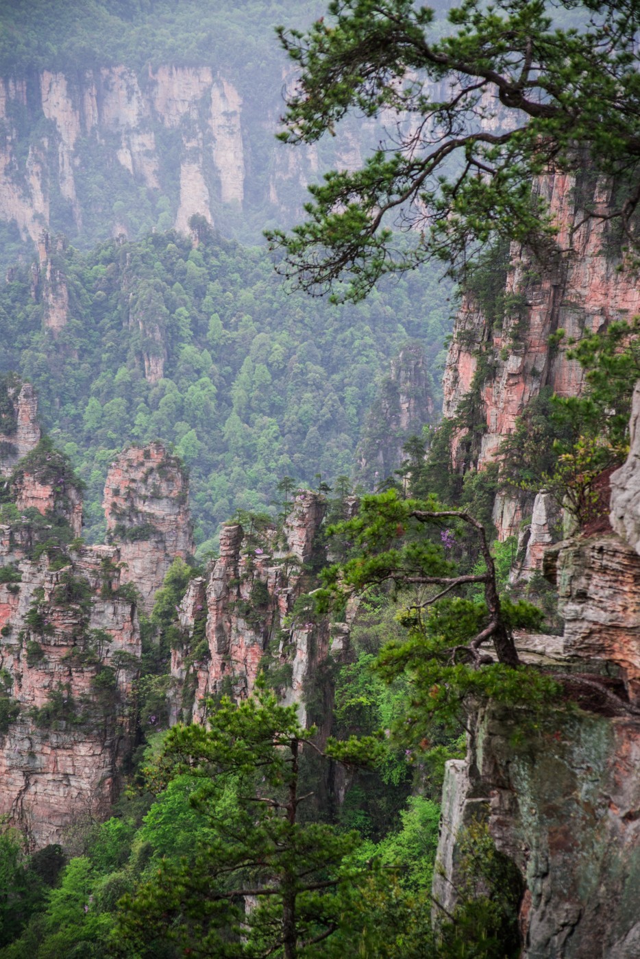 张家界武陵源石峰林到乾坤柱