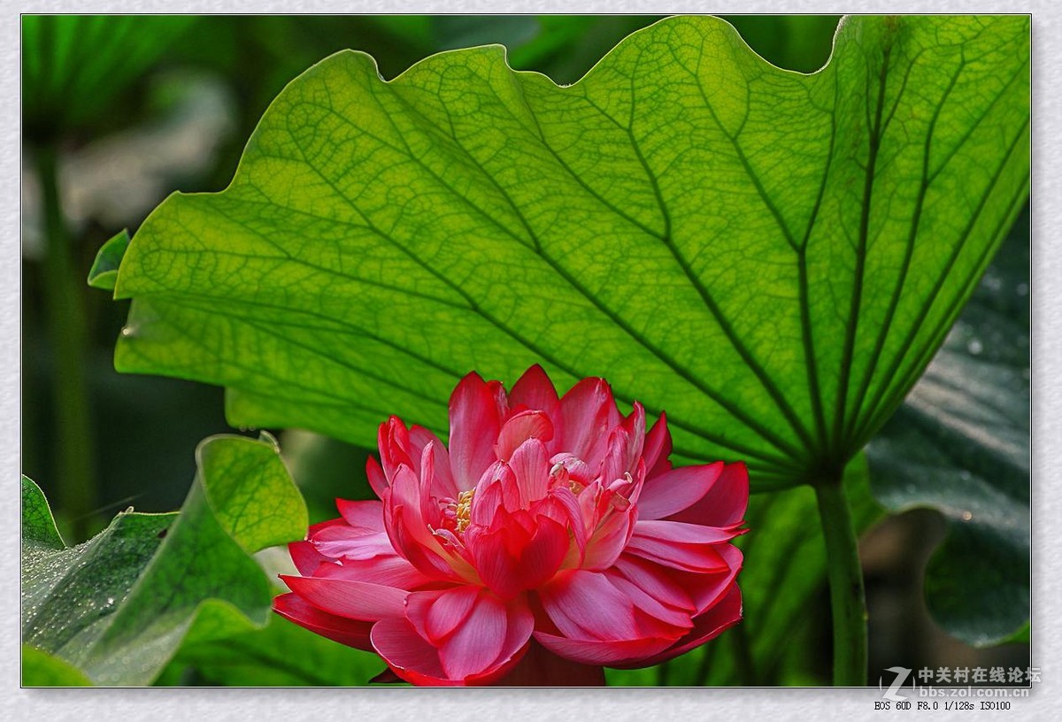 七月荷塘（续四）。