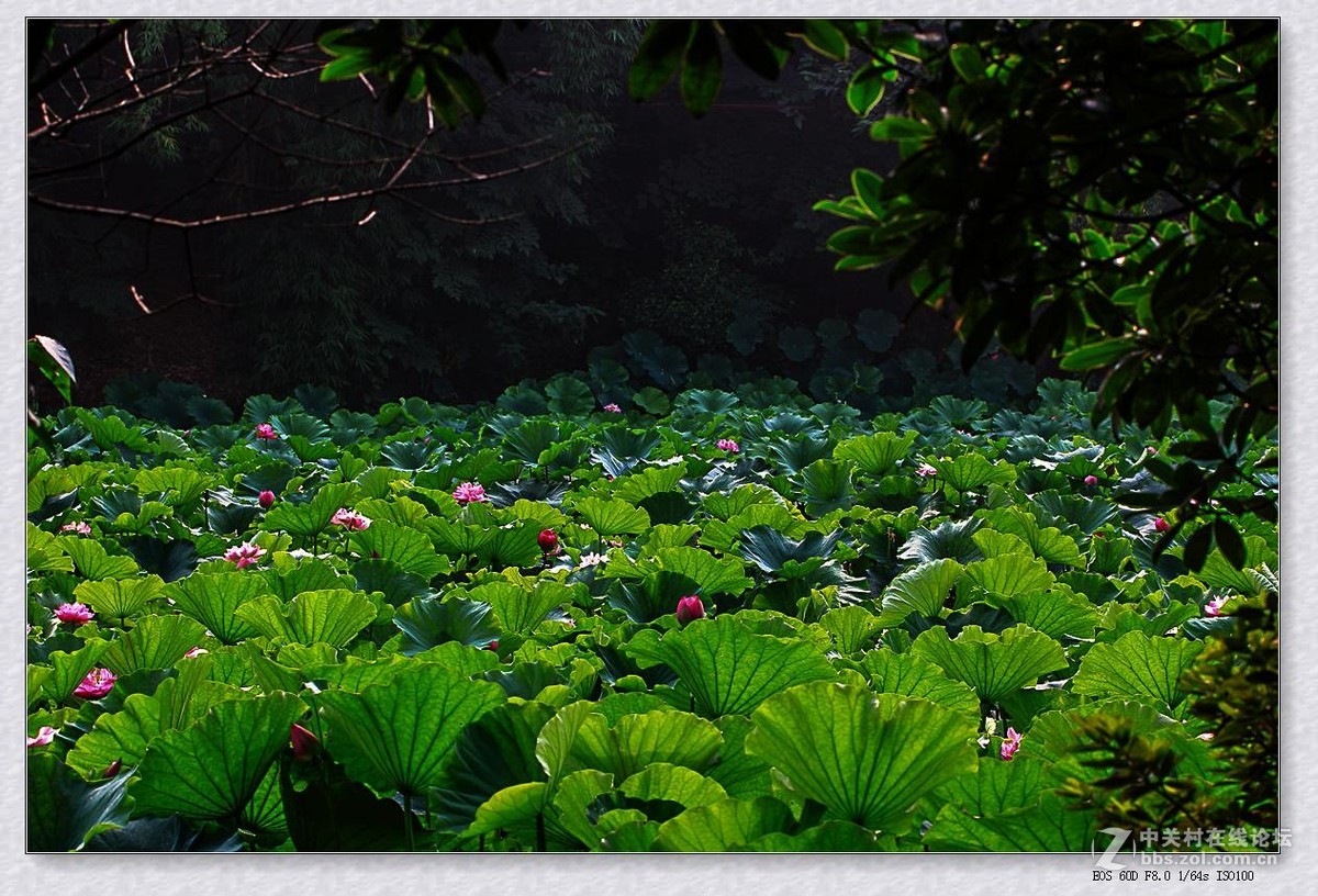 七月荷塘（续四）。