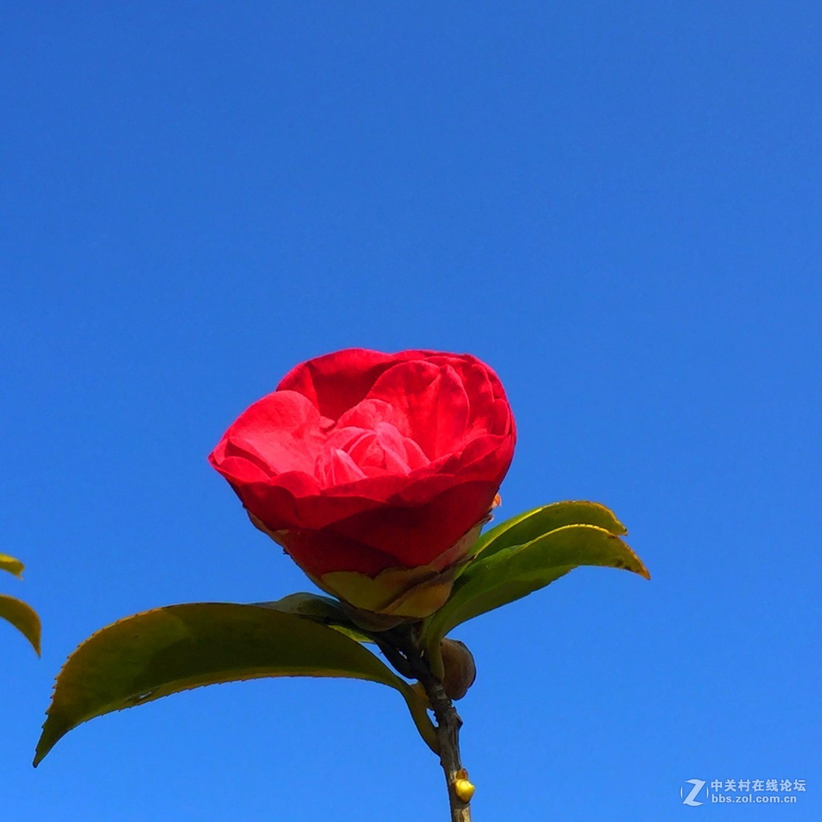 蓝天白云下的山茶花